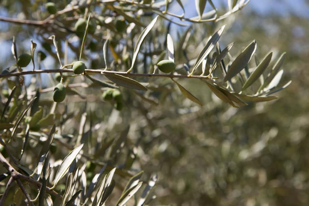 olivos